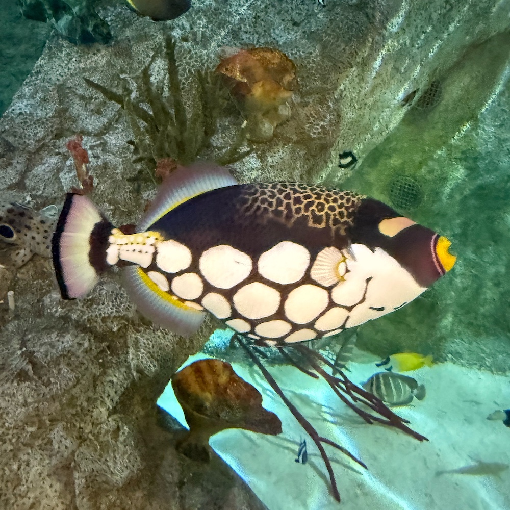 A colourful fish in the aquarium tank