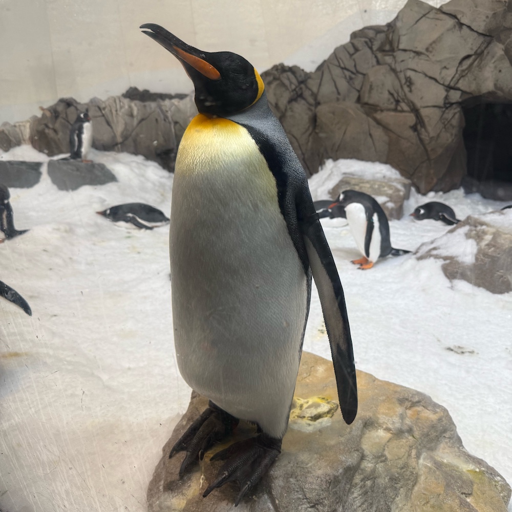 A penguin standing upright on ice at the aquarium