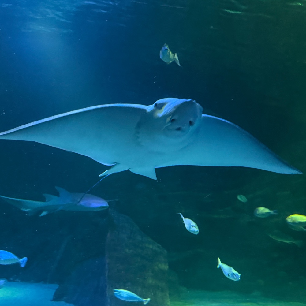 A stingray in the aquarium tank
