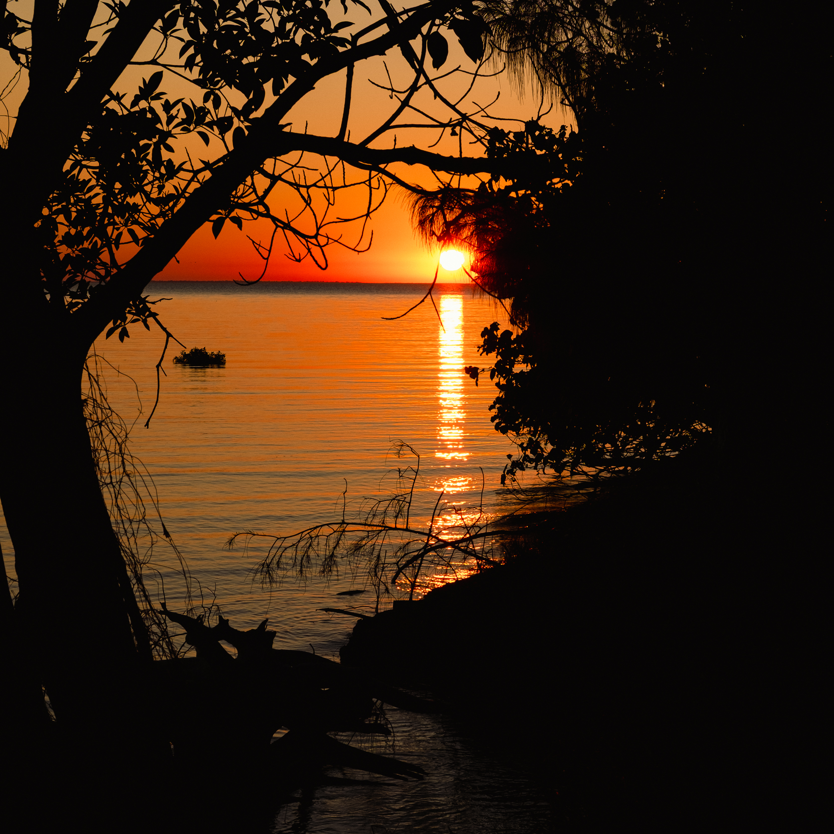 The setting sun over water seen through some trees from the shore.